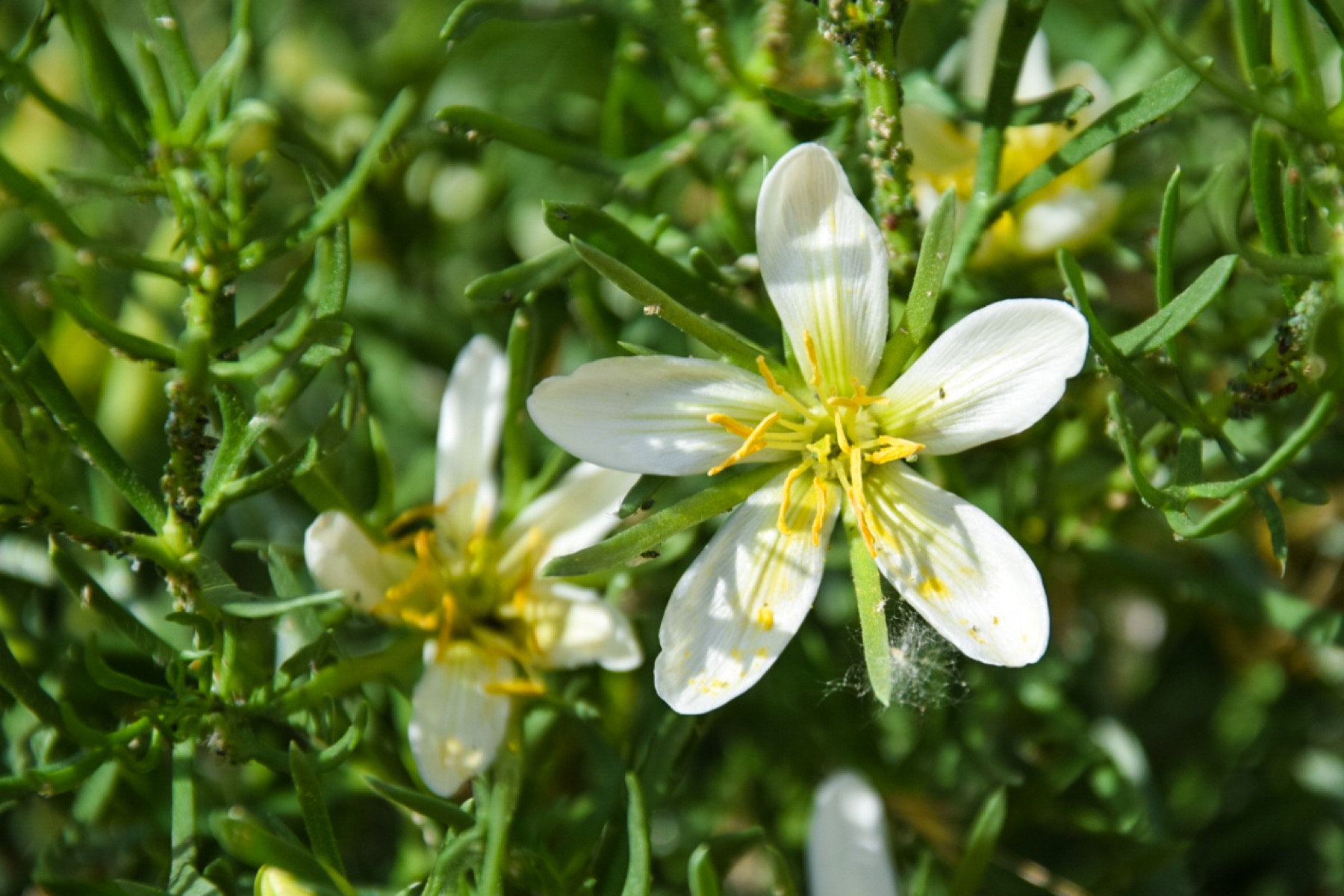 Лекарственное растение исирик в Узбекистане